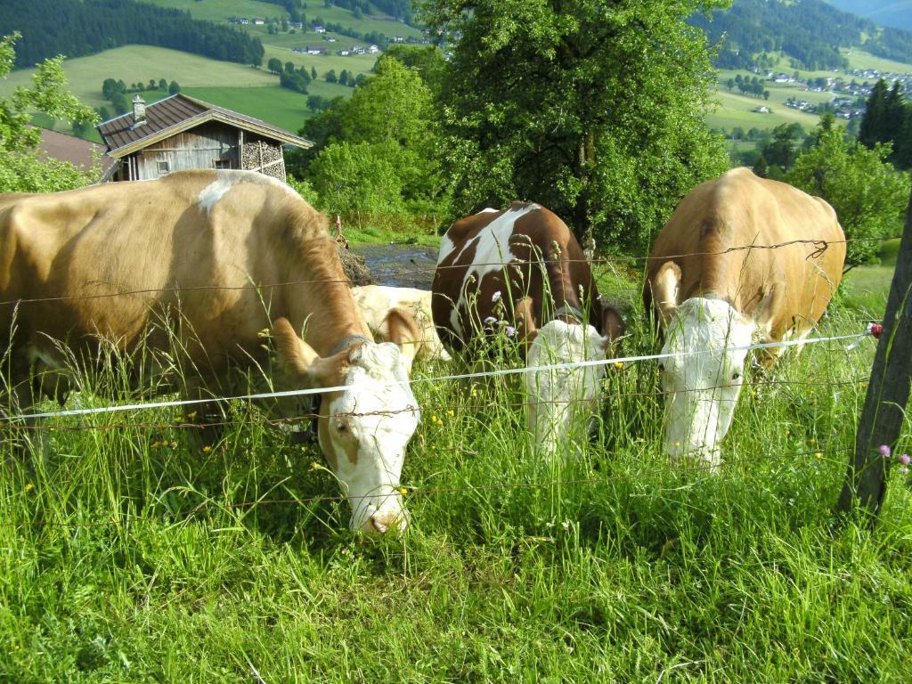Bauernhof Hundbichl Villa Brixen im Thale Exterior photo